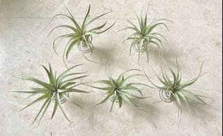 Xerographica airplant airplants air plant Airplants tillandsia king of airplants gardening garden plant indoor plant outdoor plant