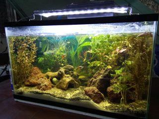 Aquascape in 10 gals aquarium set up pump filter LED light