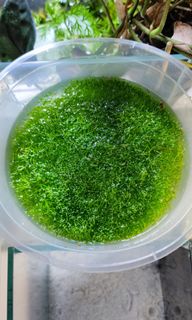 (Category: ) located in . Submitted by 321aquascape (Listing ID 1148502196, Image 1). Description: .