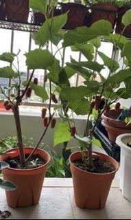 organic fruiting edible mulberry plant potted