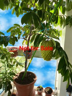 (Category: ) located in . Submitted by evo1688 (Listing ID 1146852750, Image 1). Description: .