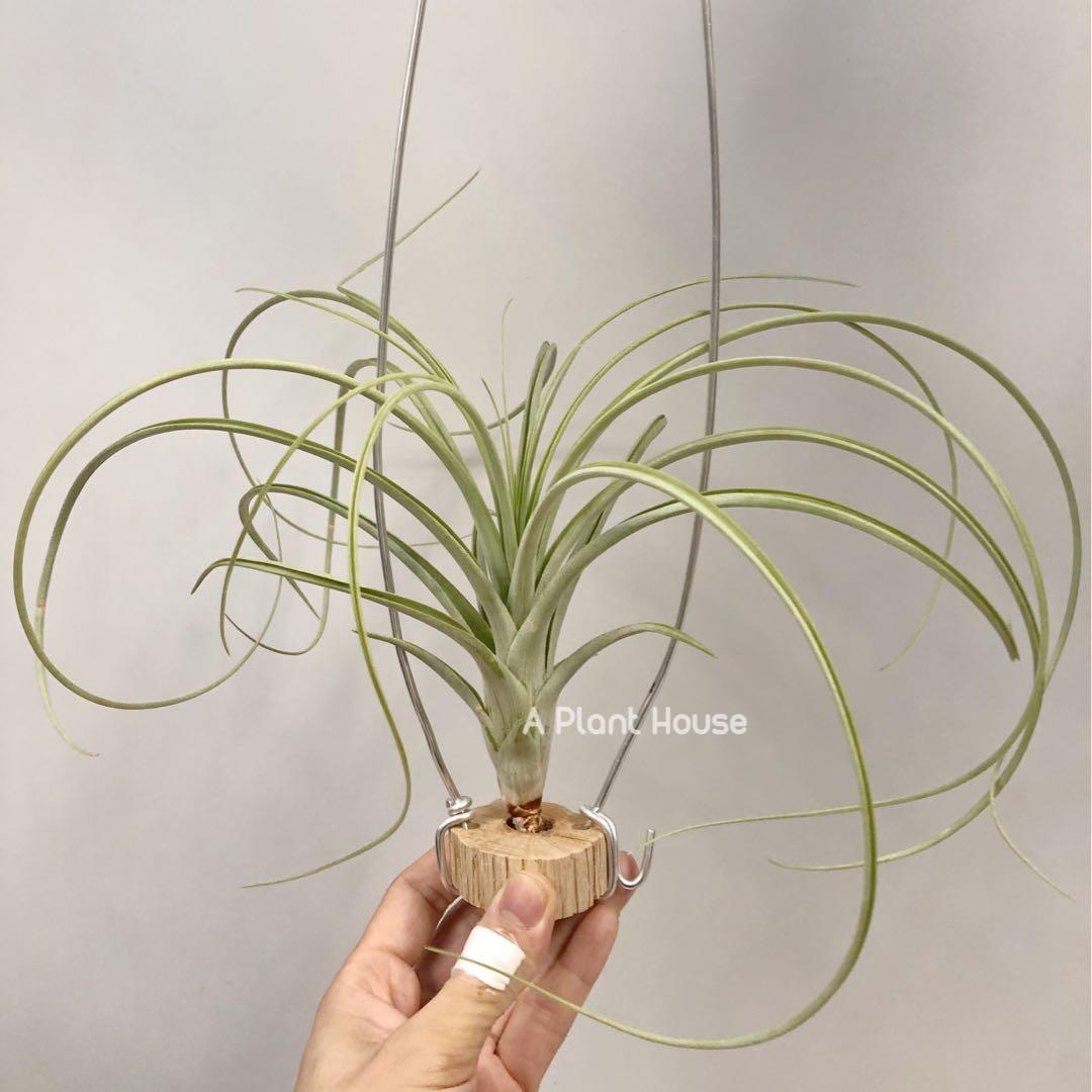 Tillandsia peiranoi 1cm前後子株