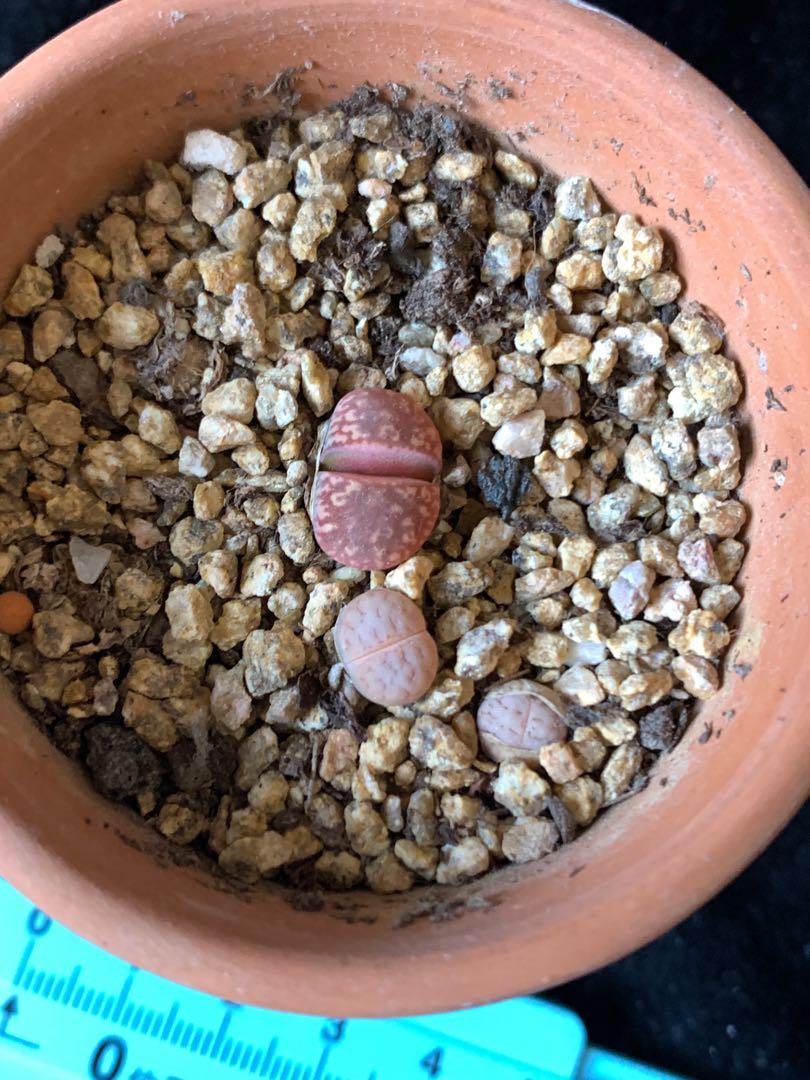 生石花石頭玉多肉植物 傢俬 家居 園藝 盆栽 Carousell