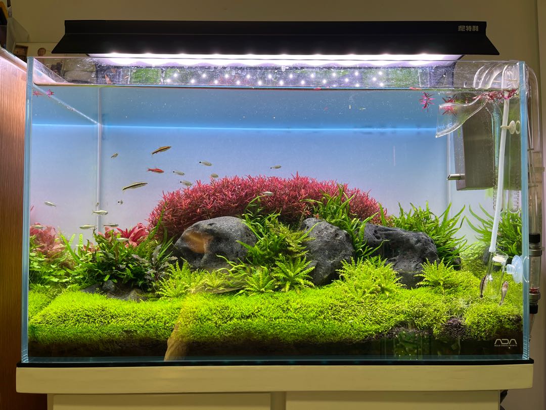 換缸出 Ada 水草缸 另加設備請看留言 寵物用品 寵物家品及其他 Carousell 換缸出 Ada 水草缸 另加設備請看留言 寵物用品 寵物家品及其他 Carousell