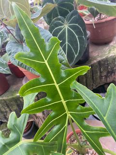 (Category: ) located in . Submitted by kebun_omma (Listing ID 1148645203, Image 1). Description: .