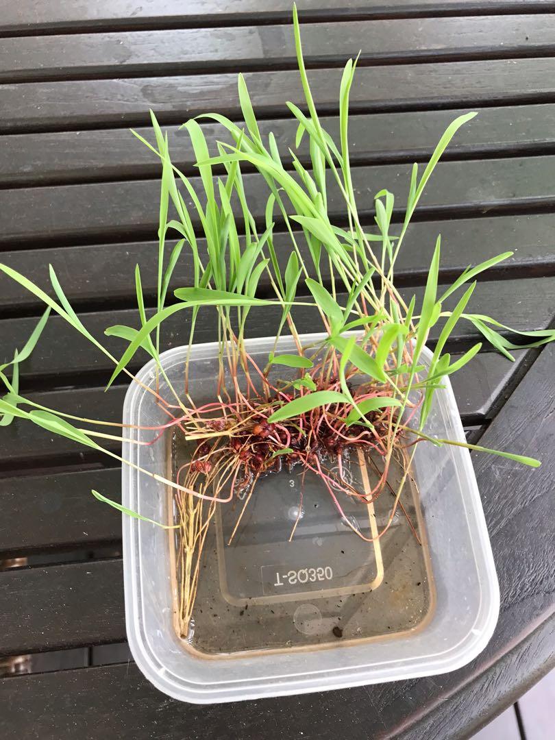 Broom corn seedlings, Furniture & Home Living, Gardening, Plants