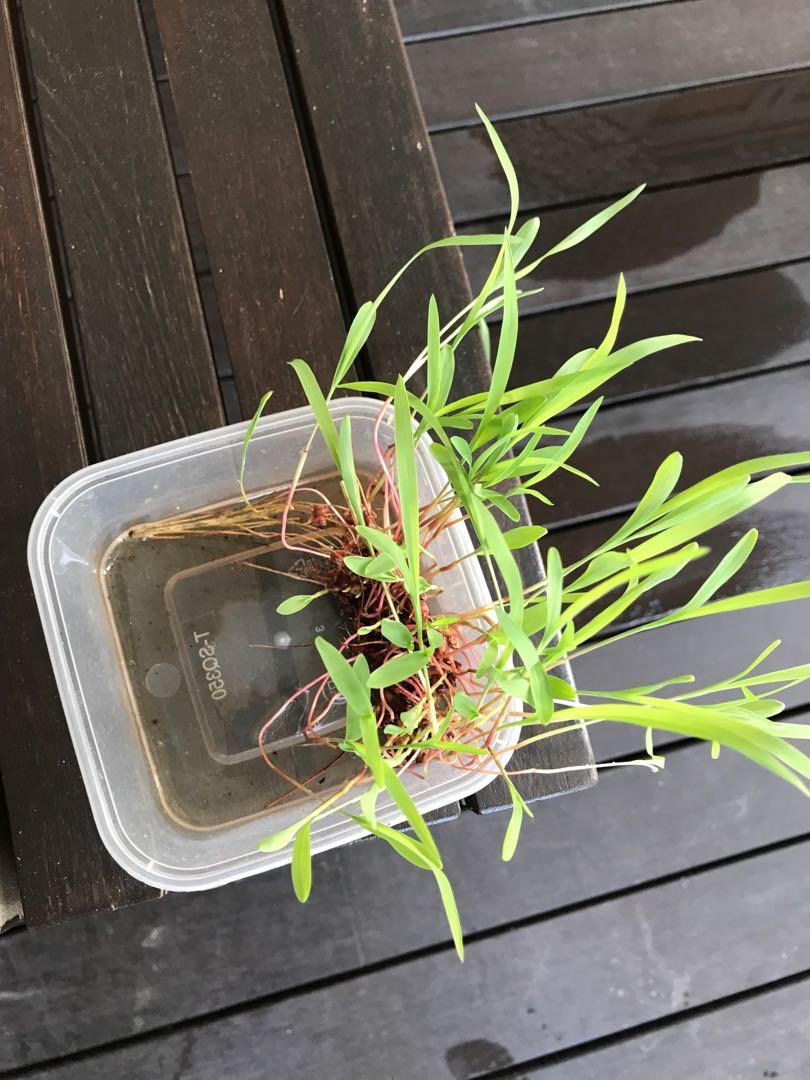 Broom corn seedlings, Furniture & Home Living, Gardening, Plants