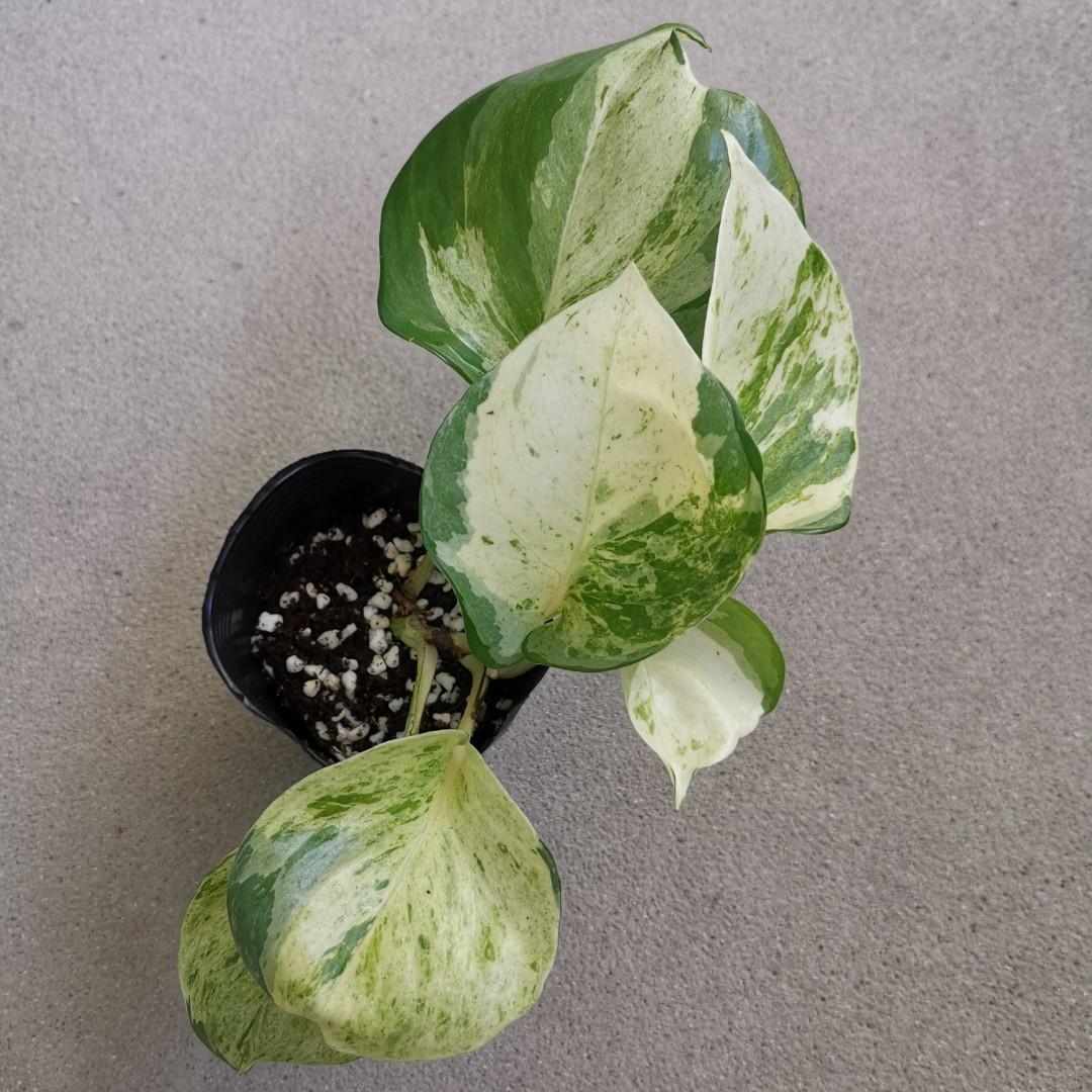 Epipremnum Pinnatum 'Yellow Variegated, Furniture & Home Living, Gardening,  Plants & Seeds on Carousell