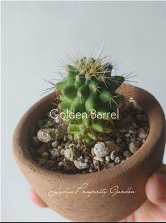 Golden Barrel Long Spike Cactus