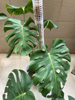 （分類：）位於 。 由 fredhk44 提交（商品編號 1148677719，圖片 1）。簡介： 。