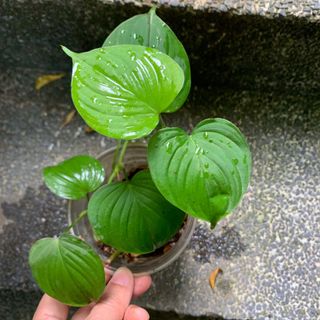 (Category: ) located in . Submitted by tiny_tropicaljungle (Listing ID 1148641636, Image 1). Description: .