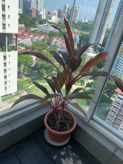 (Category: ) located in . Submitted by frdecrane (Listing ID 1148712940, Image 1). Description: .