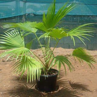 Pokok Livistonia chinensis Chinese Fan Palm