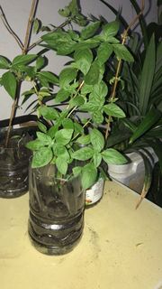 (Category: ) located in . Submitted by mybook (Listing ID 1148772237, Image 1). Description: .