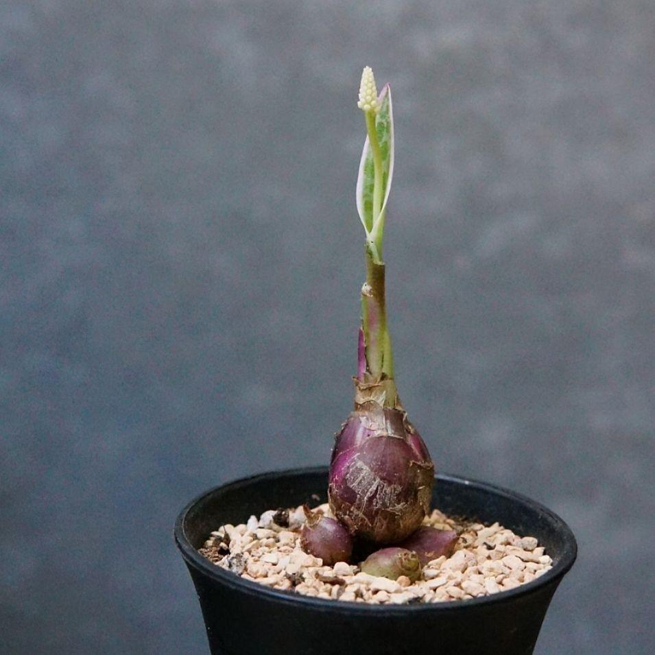 Hold 多子 有花 粉紅油點百合錦 Ledebouria Socialis Variegata Silver Squill 連盆17cm H 塊根植物室內室外盆栽succulent Plant Plants Variegation 實拍如圖 只有一盆 傢俬 家居 園藝 植物及種子