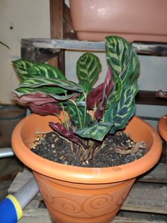 (Category: ) located in . Submitted by grassgrowhp (Listing ID 1148958931, Image 1). Description: .