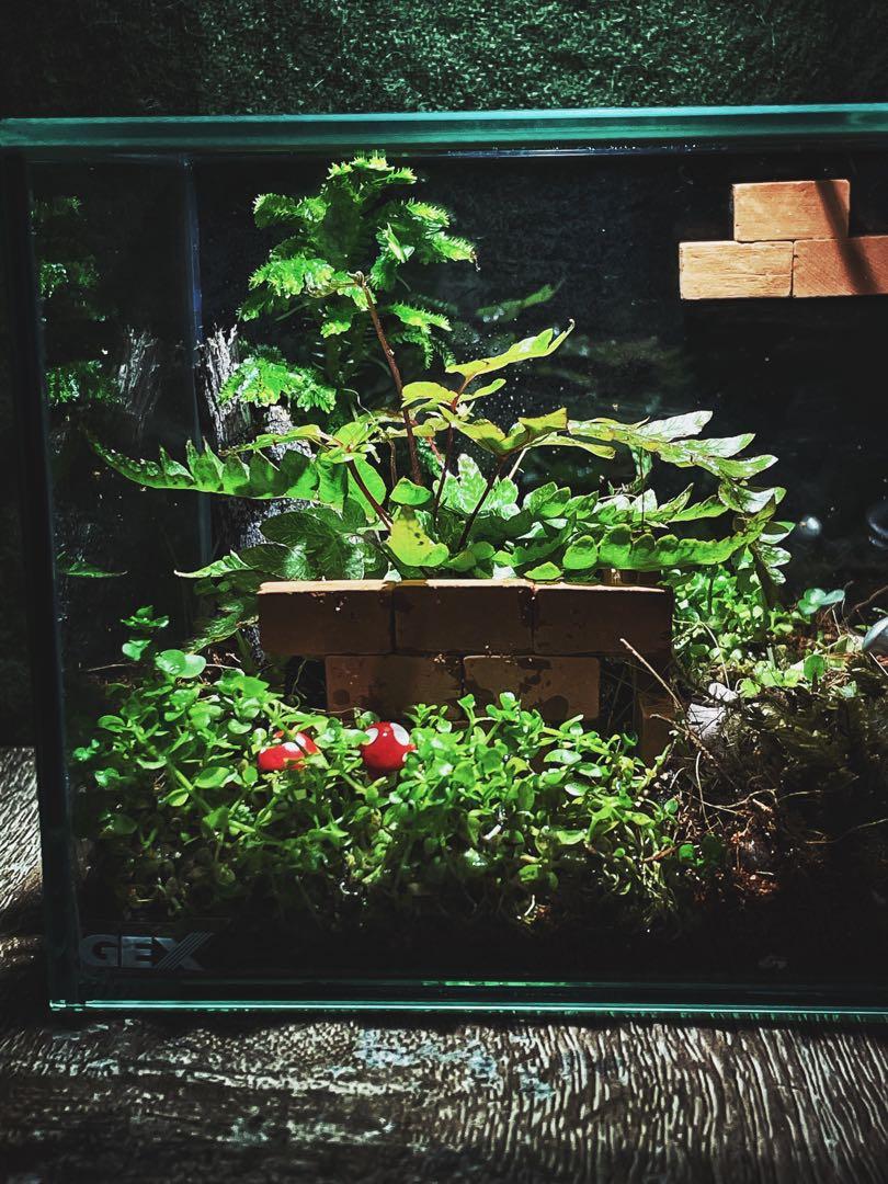 Closed terrarium Name Abditory (suitable for Isopod), Furniture