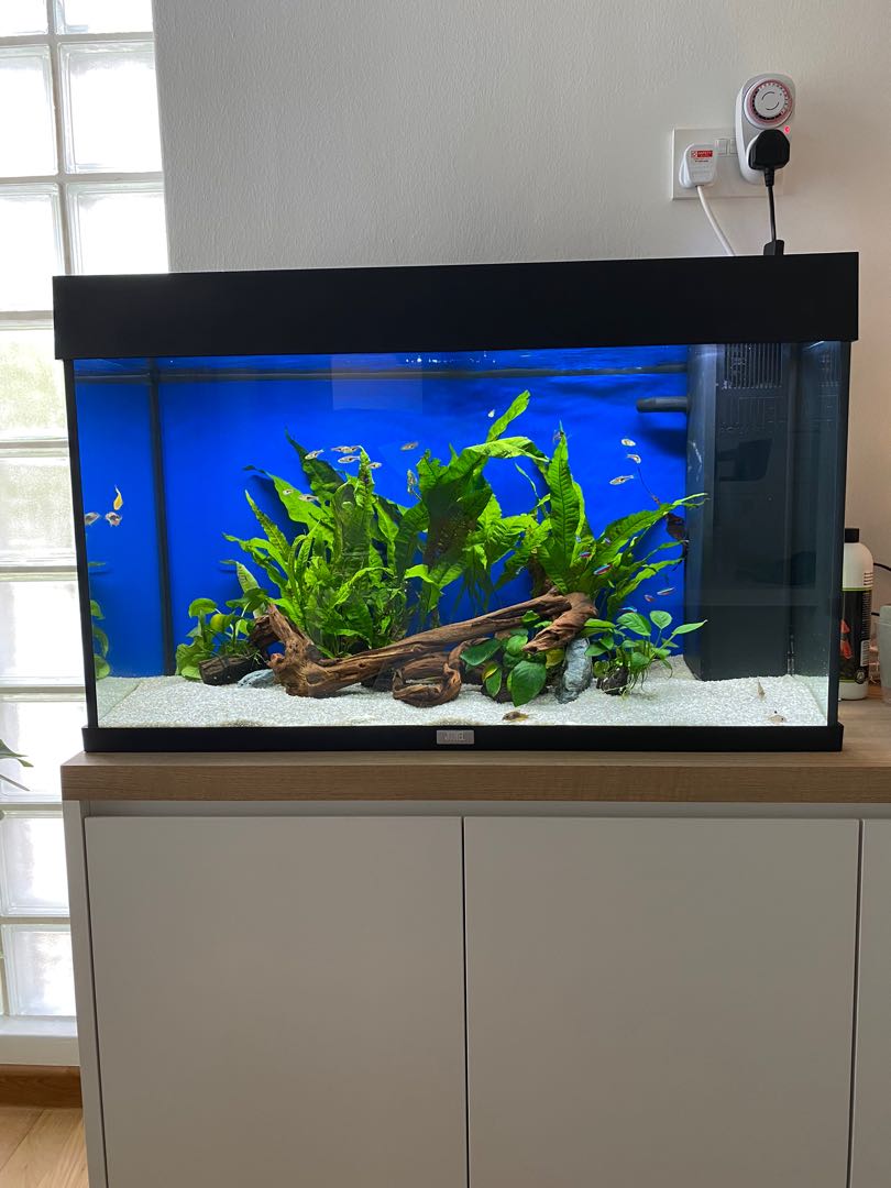 fluval rio 125