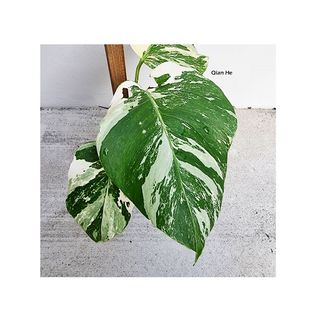 (Category: ) located in . Submitted by qhlandscape (Listing ID 1148978639, Image 1). Description: .