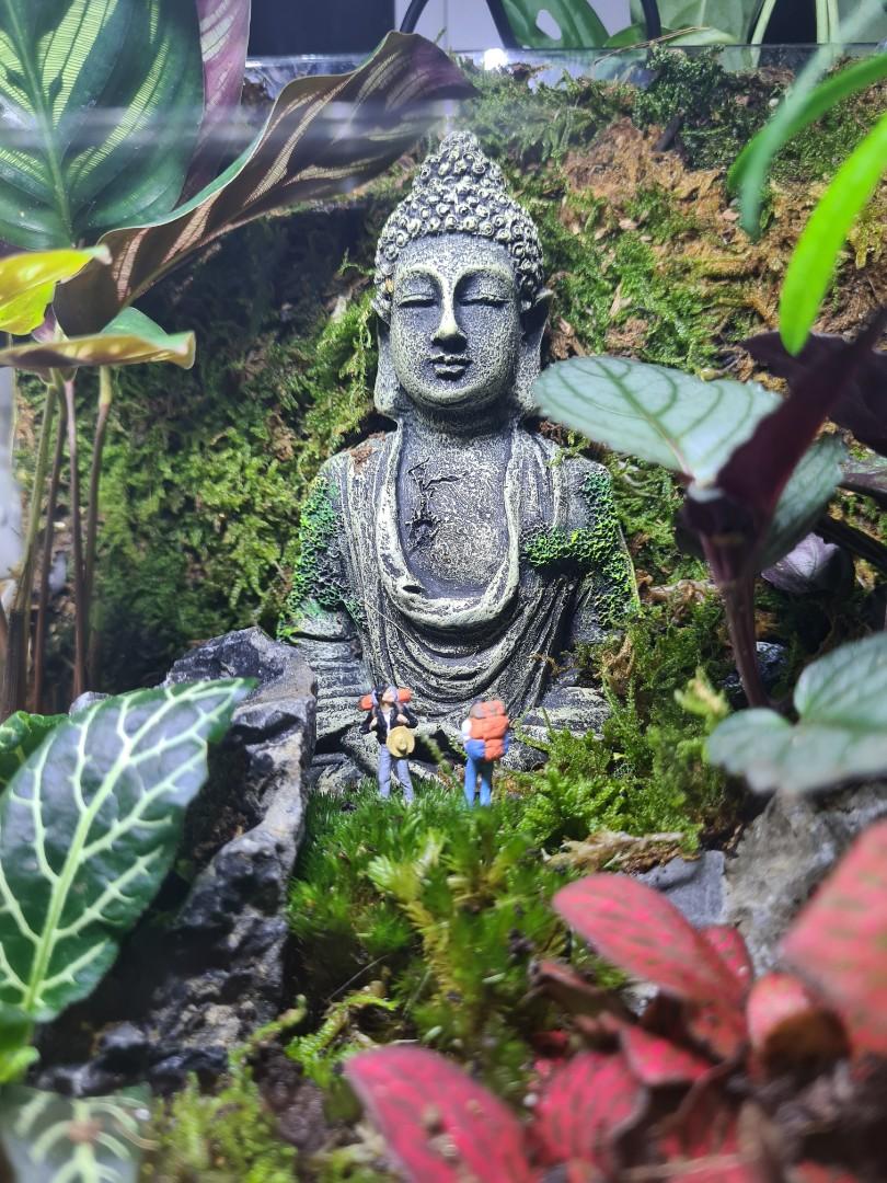 Seated buddha terrarium, Furniture & Home Living, Gardening, Plants