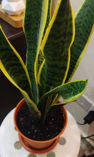 (Category: ) located in . Submitted by fruityfloral (Listing ID 1148988037, Image 1). Description: .