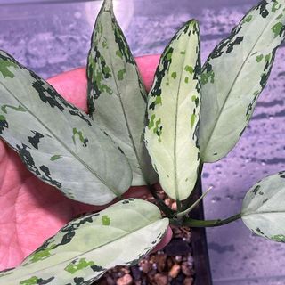 （分類：）位於 。 由 thelostforest 提交（商品編號 1149198552，圖片 1）。簡介： 。
