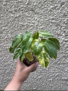 (Category: ) located in . Submitted by maaadplants (Listing ID 1146646560, Image 1). Description: .