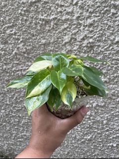 (Category: ) located in . Submitted by maaadplants (Listing ID 1146646775, Image 1). Description: .