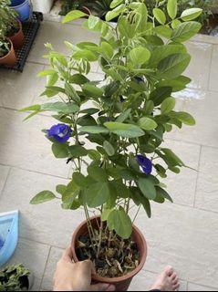 Butterfly blue pea organic edible flowering