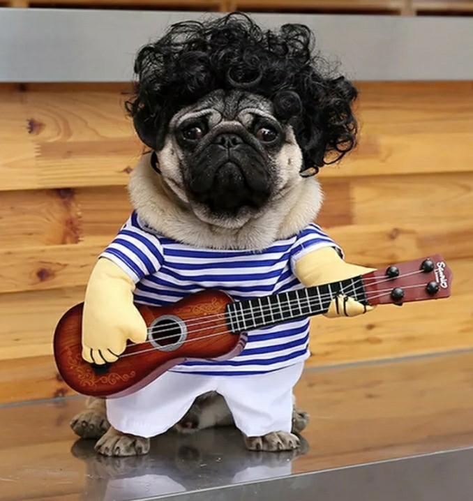 Dog cat guitar costume dog costume cat costume animal costume costume for cat costume for dog pet shirt dog shirt cat shirt Pet Supplies Homes Other Pet Accessories on Carousell