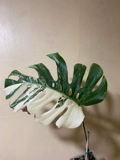 (Category: ) located in . Submitted by planttalkph (Listing ID 1149063852, Image 1). Description: .