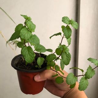 (Category: ) located in . Submitted by urbangardener (Listing ID 1149196364, Image 1). Description: .