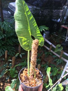(Category: ) located in . Submitted by plantaeara (Listing ID 1149050918, Image 1). Description: .