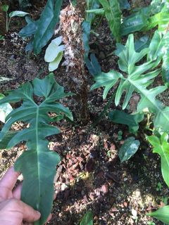 (Category: ) located in . Submitted by plantaeara (Listing ID 1149048761, Image 1). Description: .