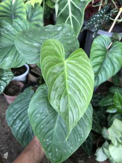 (Category: ) located in . Submitted by jungleplants (Listing ID 1149087031, Image 1). Description: .