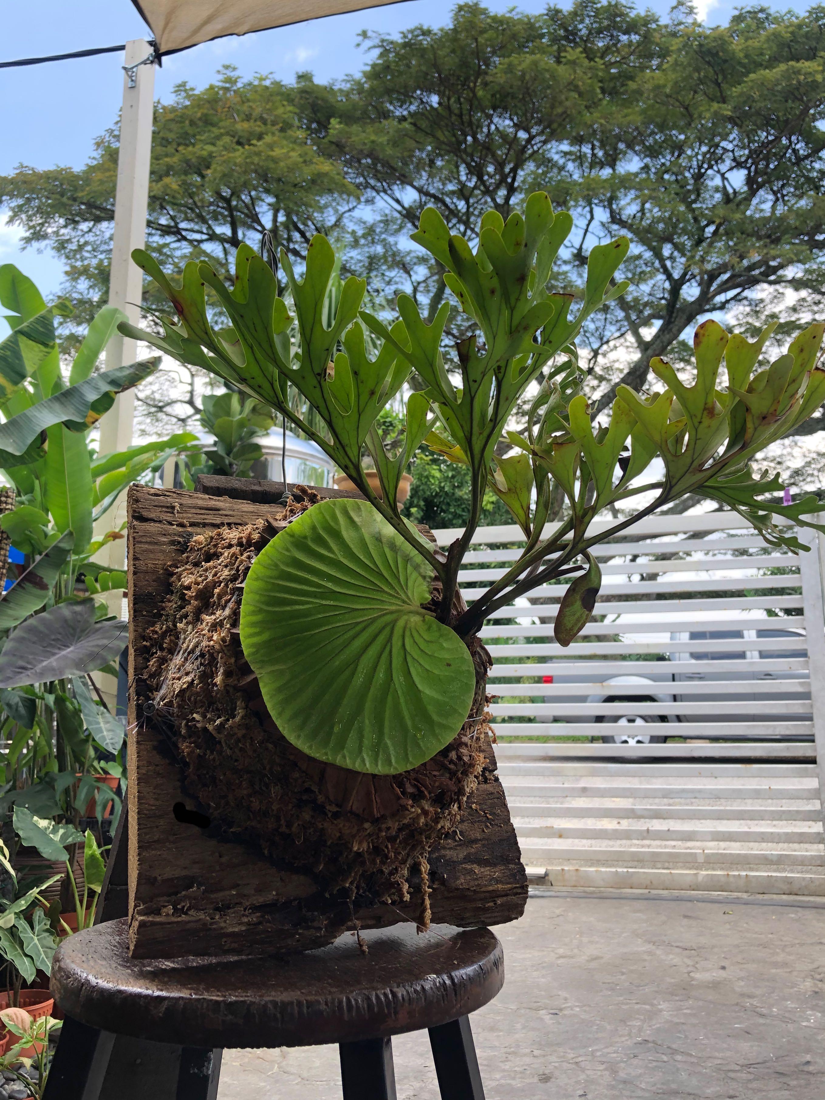 Platycerium Ridleyi Staghorn Tanduk Rusa Furniture Home Living Gardening Pots Planters On Carousell