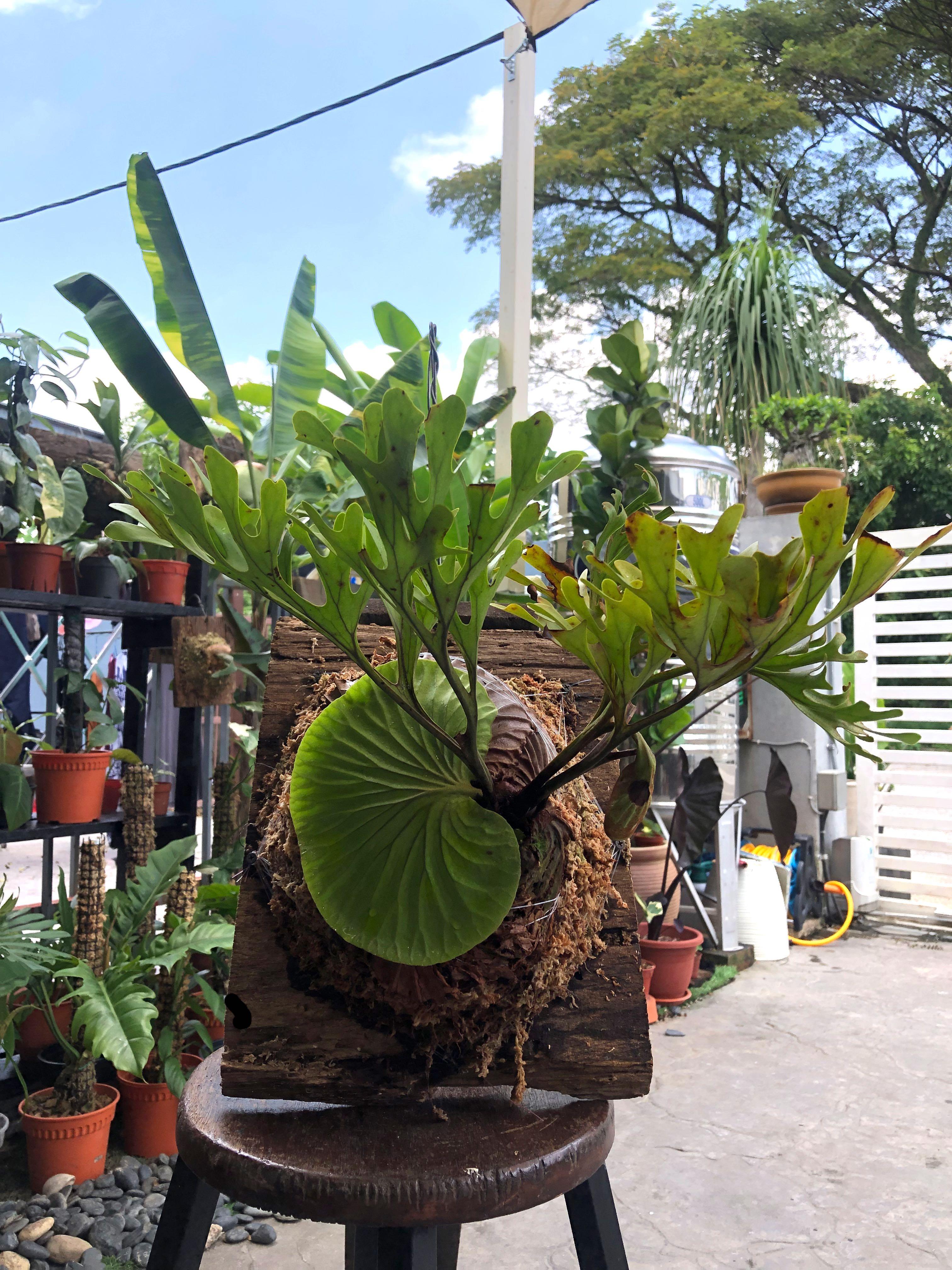 Platycerium Ridleyi Staghorn Tanduk Rusa Furniture Home Living Gardening Pots Planters On Carousell