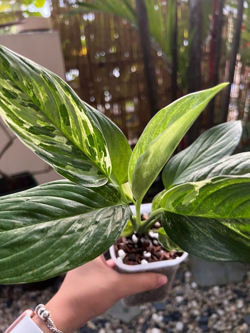 Scindapsus Perakensis Variegated, Furniture & Home Living, Gardening ...