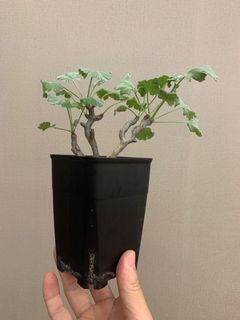 （分類：）位於 。 由 hermancym 提交（商品編號 1130483243，圖片 1）。簡介： 。