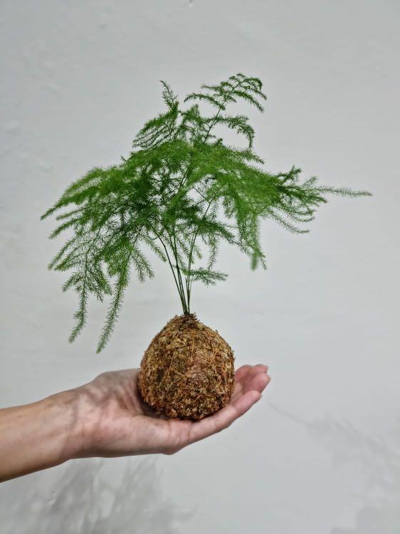 Asparagus Fern Kokedama, Furniture & Home Living, Gardening, Plants