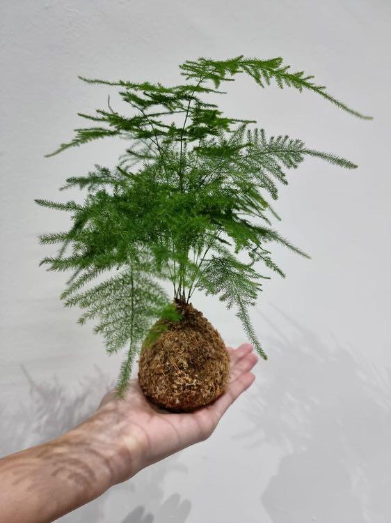 Asparagus Fern Kokedama, Furniture & Home Living, Gardening, Plants