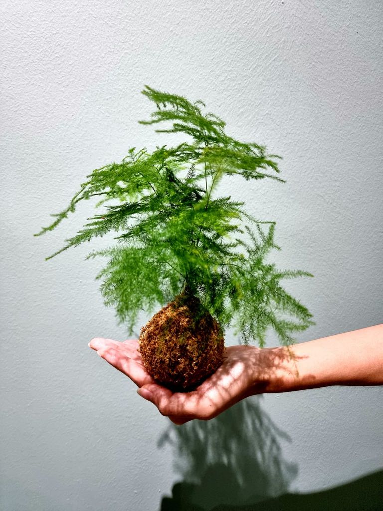 Asparagus Fern Kokedama, Furniture & Home Living, Gardening, Plants