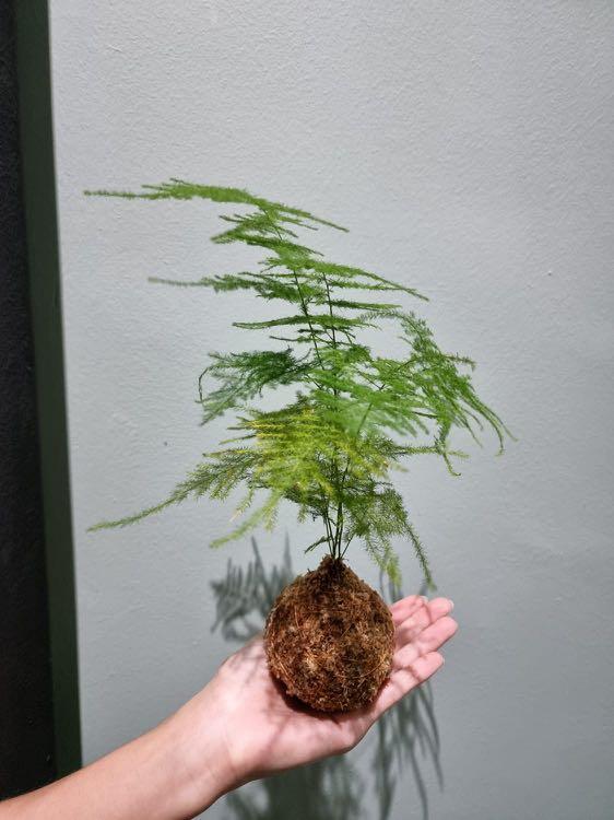 Asparagus Fern Kokedama, Furniture & Home Living, Gardening, Plants