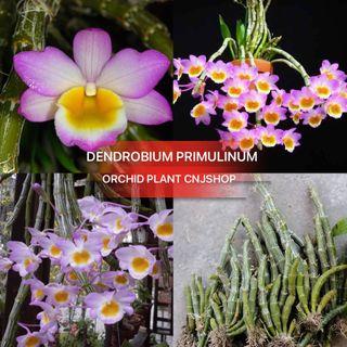 (BUY 1 FREE 1)ORCHID DENDROBIUM PRIMULINUM PLANT