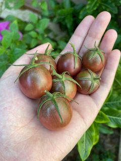 (Category: ) located in . Submitted by simplyseeds (Listing ID 1149380533, Image 1). Description: .