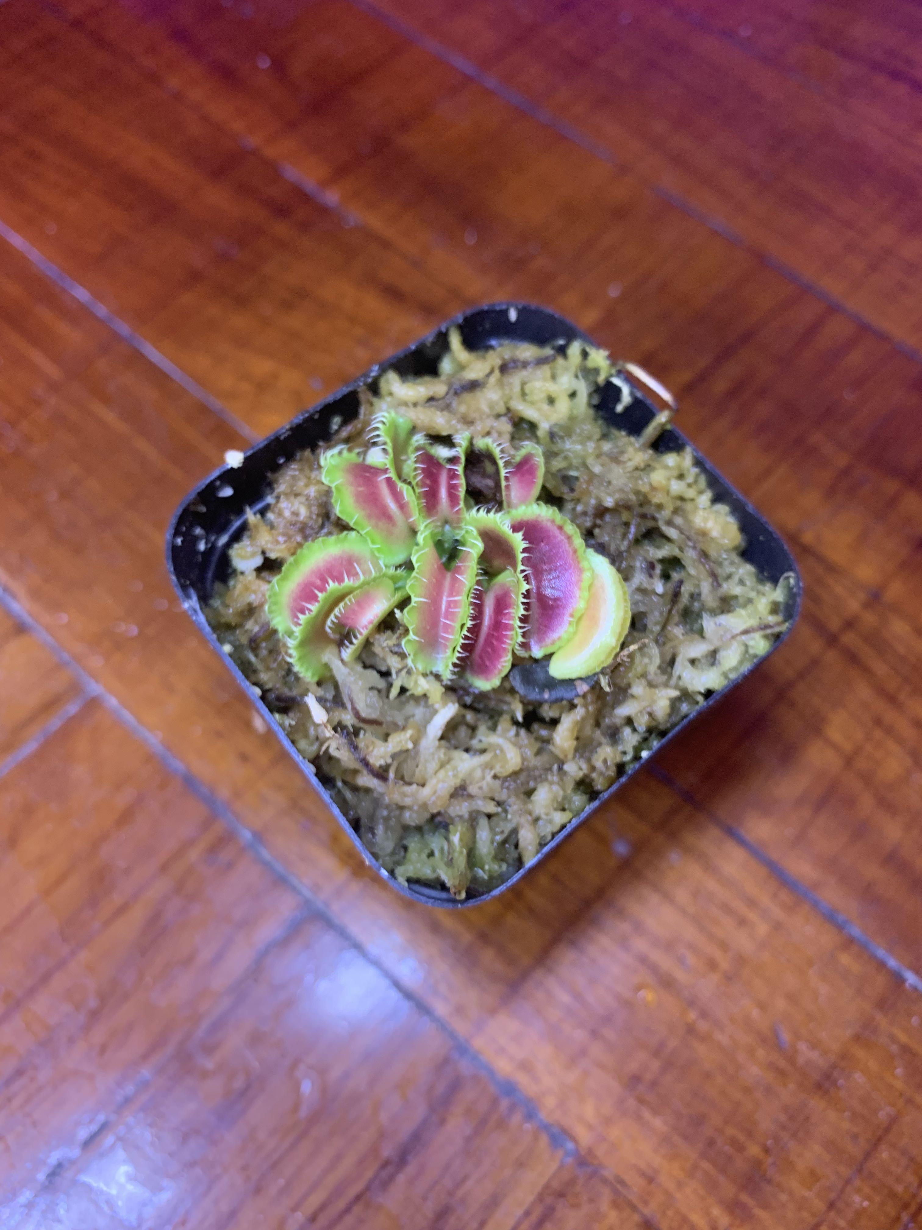 264円 Rakuten 種子 種 Dionaea Muscipula ハエトリグサ ハエトリソウ 蠅捕草 食虫植物 種子