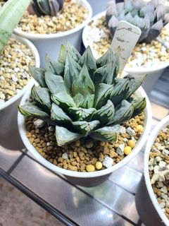 (Category: ) located in . Submitted by plantedbydan (Listing ID 1149366519, Image 1). Description: .