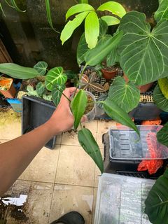 (Category: ) located in . Submitted by shiggai (Listing ID 1149302176, Image 1). Description: .