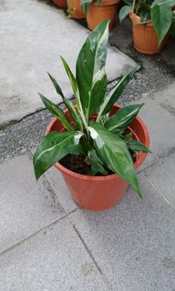 (Category: ) located in . Submitted by vittong (Listing ID 1141260627, Image 1). Description: .
