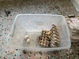 （分類：）位於 。 由 zzdogzz 提交（商品編號 1149540778，圖片 1）。簡介： 。
